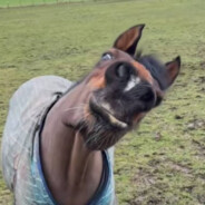 风雪压我两三年，兄弟当鸭我收钱