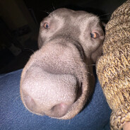 ALUtkass!  skins.army