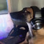 Steam avatar