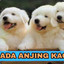 NGENTOT~LU~ANJING