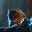 Ser Pounce