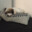 dog&core