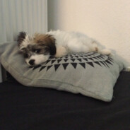 dog&core
