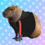 Just A Capybara