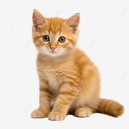 [EZ] απρόσωπη