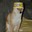 Doge Becel