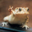 wisdomfrog