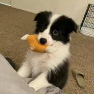 翻斗花园突破手胡毛毛