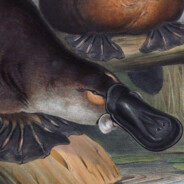 Platypus