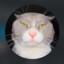 Stinkwalker