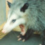 Oooopossum