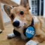 Cool Dog