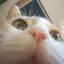catechhXP