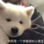 缺氧烧酒