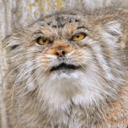 Manul - steam id 76561198126396314
