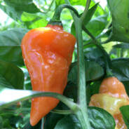 Habanero Chili - steam id 76561199254660484