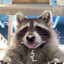 Raccoon