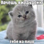 гуляй поле