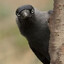 Crow35