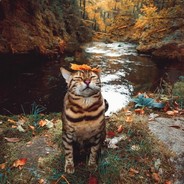 ГРЕТА - МОЯ СОБАКА