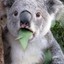 拉了只koala