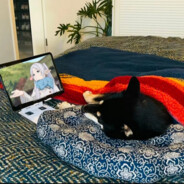 只是一棵桦而已