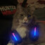 My cats playing