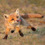 Driest Fox