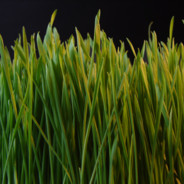 Grass