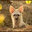 Aardwolf