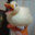 Applewind Steam avatar