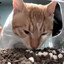 MrChicken
