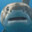 Carcharodon carcharias