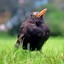 Amsel