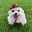Jacko