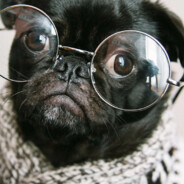 Inconspicuous Pug