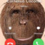Cornelius Coconut