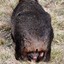 Wombatpoon