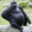 Magic.Gorilla