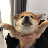 头号集美