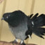 Homing_parrot