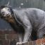 bearwithouthair