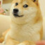 god shiba