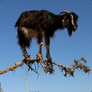 TreeGoat - steam id 76561197960431257