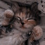 daisy :3
