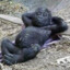 Relaxing Ape