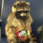 Homeless Raccoon