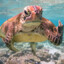}TuRtle