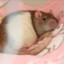Rotta