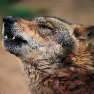 Lobo Iberico www.segahos.com